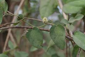 Image result for Cocculus hirsutus