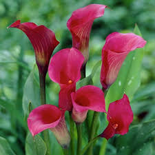 Calla lily bulbs (zantedeschia) are summer blooming favorites, available in an array of colors. Galaxy Calla Lily Bulbs Zantedeschia High Country Gardens