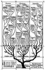 Kingdom Biology Wikipedia