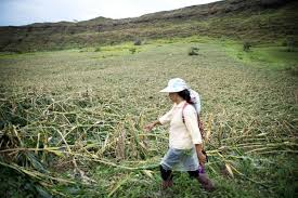 Grab the chance for a huge saving before it's gone. Philippine Farmers Strive To Rebuild Lives After Mangkhut Saudi Gazette