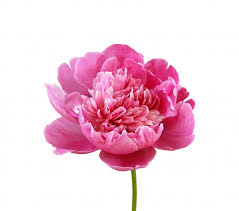 Get a 13.000 second pink to violet peony flower stock footage at 59.94fps. 15 000 Peony Pictures