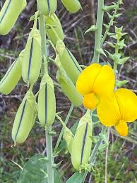Image result for Crotalaria spectabilis