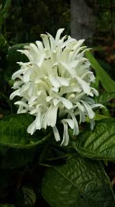 Image result for Justicia carnea