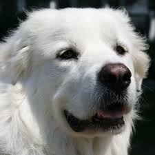 Great pyrenees gray and white. Great Pyrenees Facts Wisdom Panel Dog Breeds
