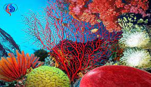 Coral reefs around the world are vanishing at an unprecedented rate. Ø´Ø§Ù‡Ø¯ Ø·Ø±Ø§Ø¦Ù Ø§Ù„Ø¨Ø­Ø± Ø±Ù‚ØµØ© Ø§Ù„Ù…Ø±Ø¬Ø§Ù† Ø§Ù„Ù…Ø°Ù‡Ù„Ø© Ù‚Ù†Ø§Ø© Ø§Ù„Ø¹Ø§Ù„Ù… Ø§Ù„Ø§Ø®Ø¨Ø§Ø±ÙŠØ©