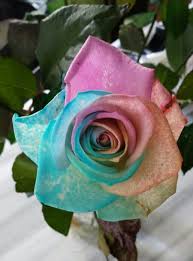 Stricker Rainbow Rose Cicek Guller
