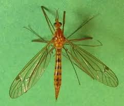 Image result for Rinorea ferruginea