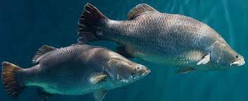 Barramundi Tennessee Aquarium Gambar Lucu Gambar