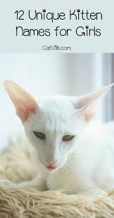12 Unique Kitten Names For Your Girl Cat Catvills Cat Names Girl Unique Girl Cat Names Kitten Names