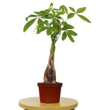 Benefits of green plants for good fortune and prosperity. 7 Lucky Plants That May Bring Good Fortune To Your Space Well Good