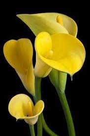 Pin By Sofia Castro On Imagenes Bonitas Calla Lily Calla Amazing Flowers