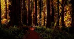 We did not find results for: Nature Landscape Redwood Forest Ferns Trees Path California Shadow Wallpapers Hd Desktop And Mobile Backgrounds
