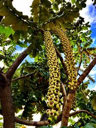 Munroidendron Racemosum Fruits Endangered Species Endemic To Kaua I Hawaiian Plants Native Plants Plant Nursery