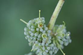 Image result for Hymenodictyon