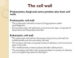 The cell plate formed during cell division develops into middle lamella. Diploma In Microbiology Mic102 Chapter 1 The Cell Membrane The Cell Wall Lecturer Pn Aslizah Bt Mohd Aris Ppt Download