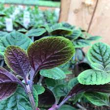 Check spelling or type a new query. Plectranthus Purple Swedish Ivy Forget Me Not Nursery Indian Alaska