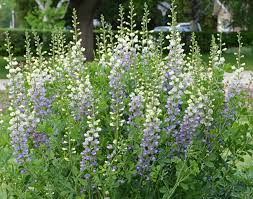 Image result for Baphiopsis