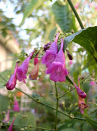 Image result for Strobilanthes hamiltoniana