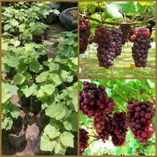 We did not find results for: Goldseeds Bibit Tanaman Buah Anggur Merah Terbaru Agustus 2021 Harga Murah Kualitas Terjamin Blibli