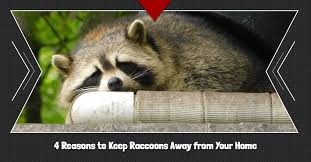 With time they are becoming more and more urbanized but there are still few things that they are afraid of. Wildlife Control Powell 4 Reasons To Keep Raccoons Away From Your Home