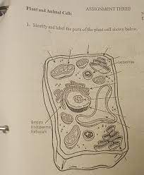 Ask questions about your assignment. What Are The Parts Of A Plant Cell Brainly Com