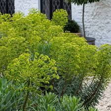 Image result for Psydrax martinii