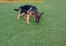 How To Potty Train A German Shepherd Puppy 13 Tips To Do It Right