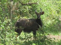 Image result for Microcoelia hirschbergii