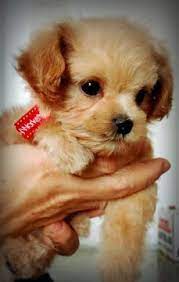 There's a number of factors influencing this price, including the puppies coat color and pattern. Maltipoo Puppy For Sale In Houston Tx Adn 58287 On Puppyfinder Com Gender Female Age 8 Weeks Old Maltipoo Puppy Maltipoo Puppy For Sale Puppies For Sale