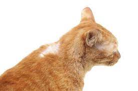 Why Does My Cat Have Patches Of Hair Missing Causes Of Bald Spots On Cats
