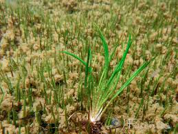 Image result for Isoetes welwitschii