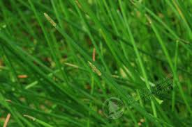 Image result for Eleocharis dulcis