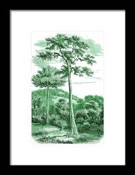 Image result for Antiaris toxicaria