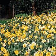 When To Plant Daffodils Jonquils Mana Vietne Daffodil Bulbs Plants Daffodils