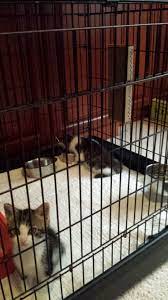 Get directions, reviews and information for save a pet florida in jupiter, fl. Save A Pet Florida Inc Stretch And Scratch Cat Scratchers Grant Report