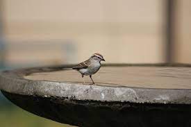 Maybe you would like to learn more about one of these? Considerations To Make Before Putting A Bird Bath In Your Yard