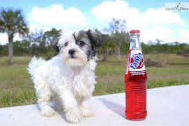 Poochon are not the most expensive teddy bear puppies for sale at around $450. Meet Carol The Cute Teddy Bear For Sale In Fl Teddy Bears For Sale Shichon Puppies For Sale Shichon Puppies