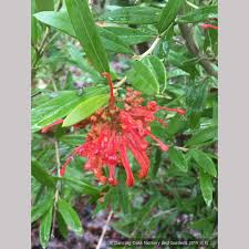 Image result for Grevillea