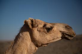 Do not use camel case. Camels Kydroon S Blog