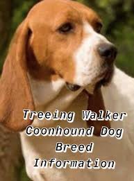Black And Tan Treeing Walker Coonhound Beagle Mix Treeing Walker Coonhound Breed Information Walker Coonhound Treeing Walker Coonhound Coonhound