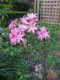 Pin On New Gardening Know How Articles