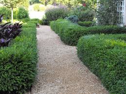 'green gem' is the perfect choice for a low hedge as it doesn't need as much clipping as other buxus due to its compact habit. Buxus X Green Gem Kiefer Nursery Trees Shrubs Perennials