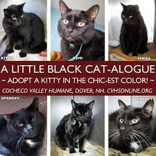 Pin By Terri Pollan On Rescue Black Cat Adoption Cats Dog Fundraiser