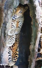  Google Hewan Binatang Mamalia