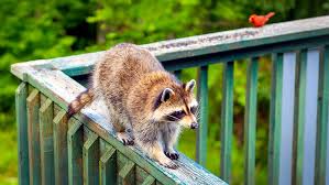 That's a good suggestion to keep food, especially pet food, out of your yard. How To Keep Raccoons From Climbing Deck Posts 7 Methods That Really Work Pepper S Home Garden