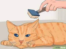 3 Ways To Keep Cats From Shedding Wikihow