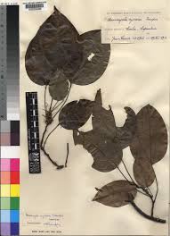 Image result for Anisocycla