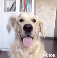 Share the best gifs now >>> Retriever Gifs Get The Best Gif On Giphy