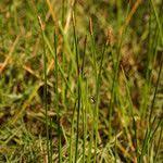 Image result for Eleocharis mutata