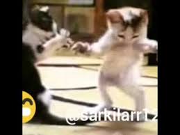 Arapca Sarki Soyleyen Kedi Youtube
